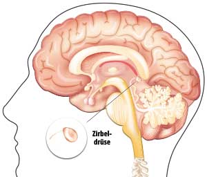 Lage der Zirbeldrüse im Gehirn