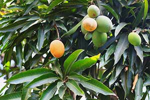 Mango-Früchte unterschiedlichen Reifegrads