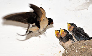 Schwalbenmama füttert Rauchschwalbenkinder