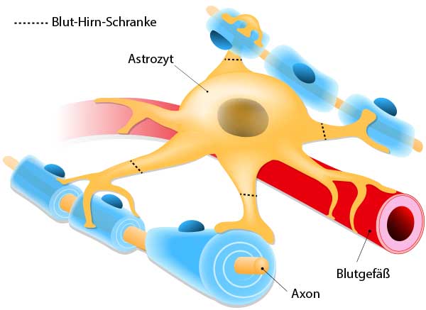 Blut-Hirn-Schranke